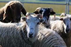 unsere Schafe